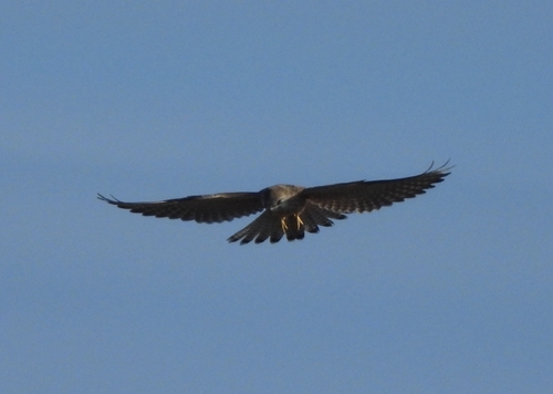 Eurasian Kestrel