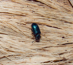 Necrobia violacea