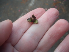 Castanopsis cuspidata