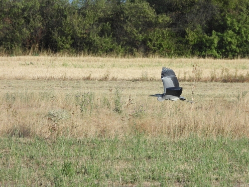 Grey Heron