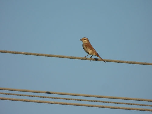 Red-backed Shrike