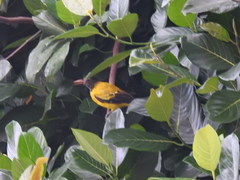 Oriolus xanthornus