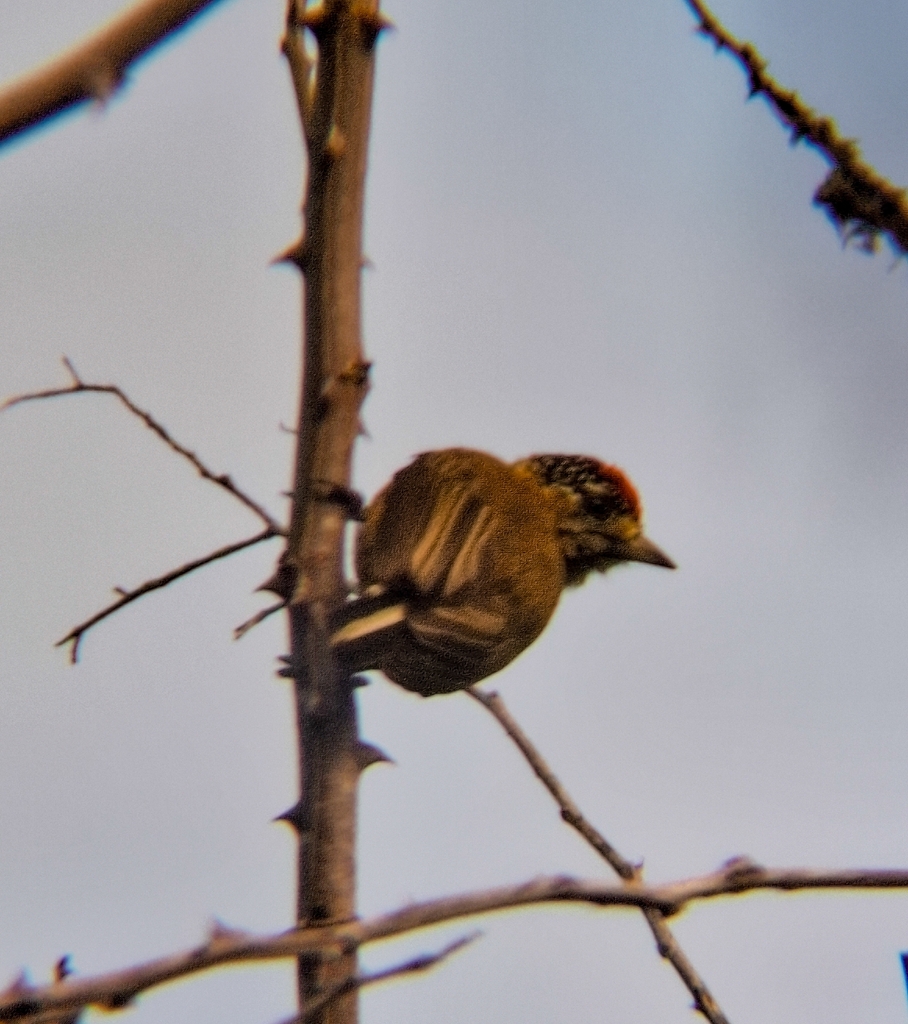 Ochraceous Piculet