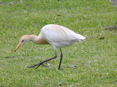 Bubulcus ibis