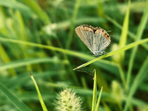 Short-tailed Blue