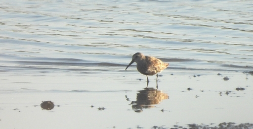 Dunlin