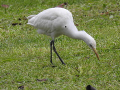Bubulcus ibis