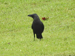 Corvus splendens