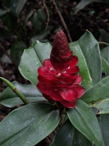 Costus spiralis, photograph 2