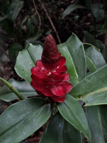 Costus spiralis, photograph 3