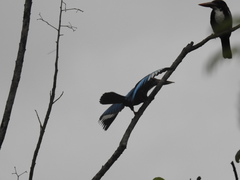 Halcyon smyrnensis