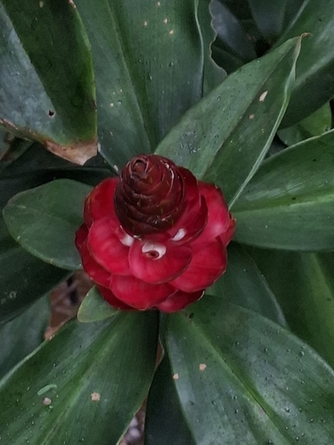Costus spiralis, photograph 4