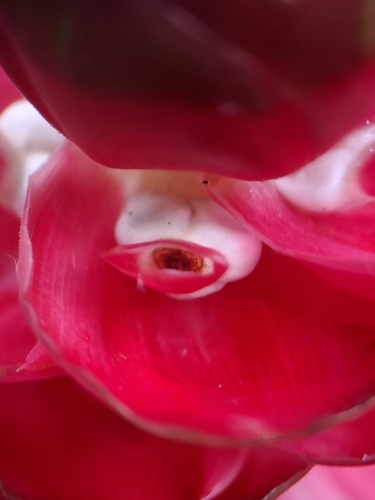 Costus spiralis, photograph 5