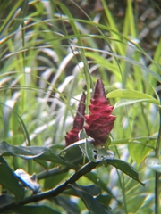 Costus spiralis