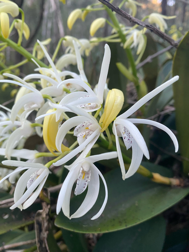 rock orchid