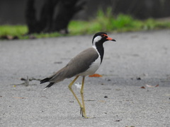 Vanellus indicus