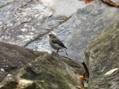 Plumbeous Water Redstart