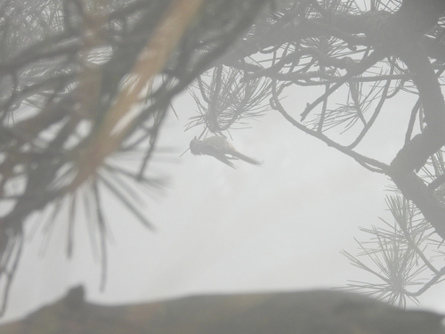 Silver-throated Tit