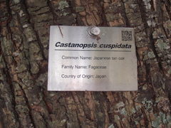 Castanopsis cuspidata