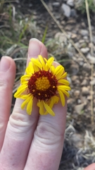 Gaillardia suavis