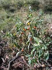 Solanum pseudocapsicum