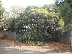 Castanopsis cuspidata