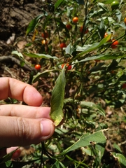 Solanum pseudocapsicum