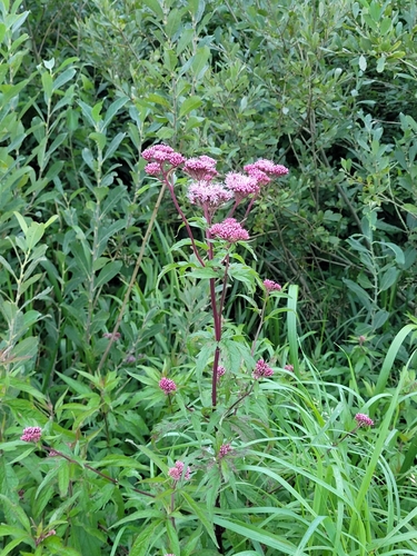hemp agrimony
