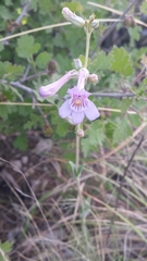 Penstemon fendleri