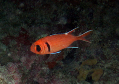 Myripristis jacobus