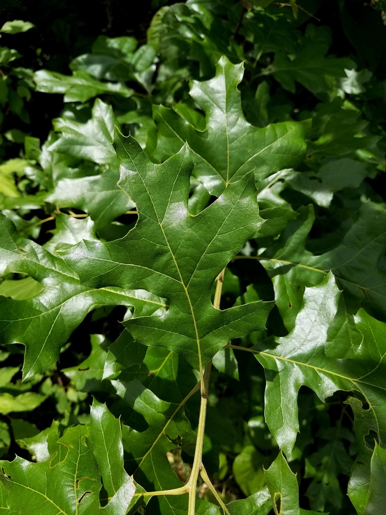 Texas red oak from Harris, Texas, United States on April 15, 2017 at 01
