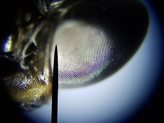 Hermetia sexmaculata