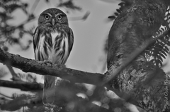 Glaucidium brasilianum