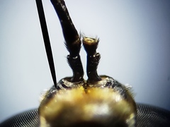 Hermetia sexmaculata