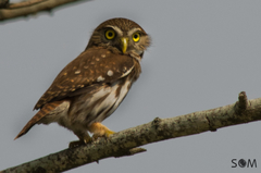 Glaucidium brasilianum