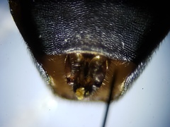 Hermetia sexmaculata