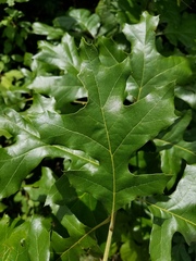 Quercus texana
