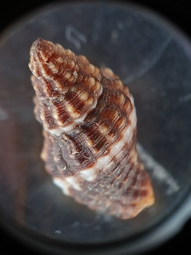 Aplus dorbignyi observed 2026-08-24
