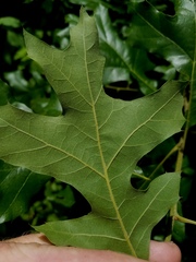Quercus texana