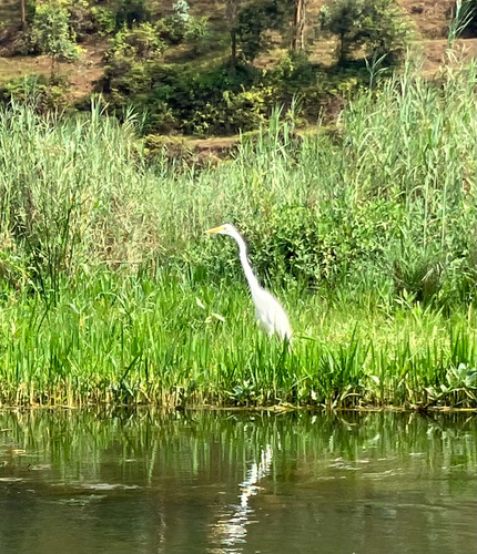 Great Egret