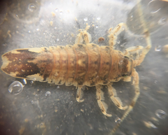 Synidotea laticauda