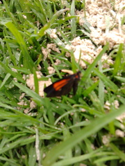 Sangalopsis microleuca