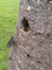Sangalopsis microleuca