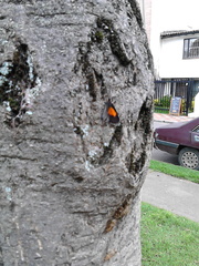 Sangalopsis microleuca
