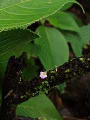 (c) Jyotsna Nag, some rights reserved (CC BY) Utricularia striatula, photograph (c) Jyotsna Nag, some rights reserved (CC BY)