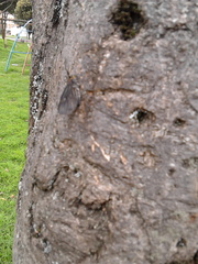 Sangalopsis microleuca