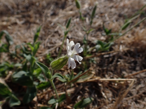 white campion
