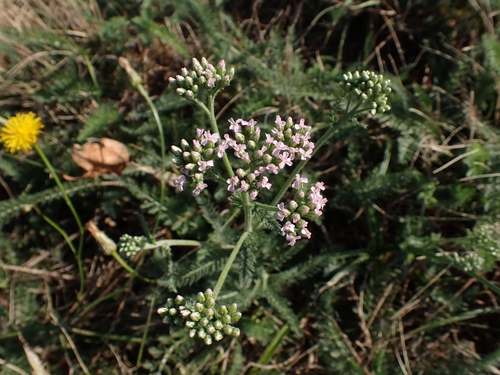 common yarrow