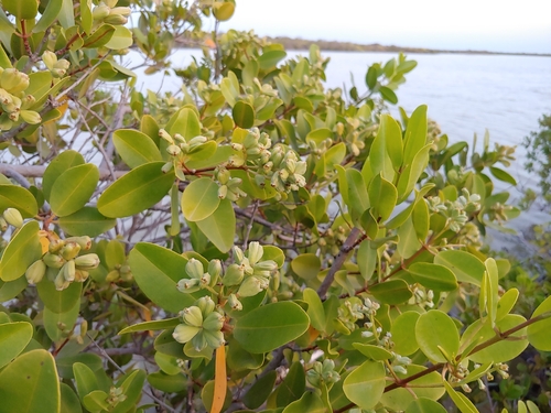 Laguncularia racemosa, photograph 3