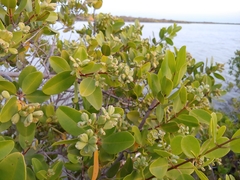Laguncularia racemosa, photograph (c) Kurt Miller, some rights reserved (CC BY-SA)
